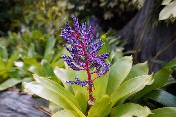 Portea petropolitana is a plant species of the genus Portea, in the family Bromeliaceae	
