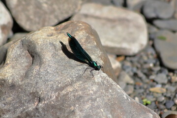 beautiful demoiselle damselfly on a rock