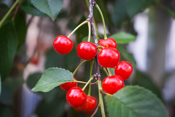 Bright, ripe berries of a cherry on the eyelids of trees in the garden.