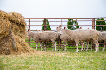 Fototapeta premium Sheep in a farm of different varieties and ages.