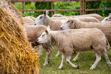 Sheep in a farm of different varieties and ages.