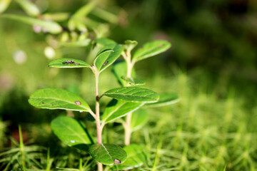small sprouts of lingonberry near moss in the forest