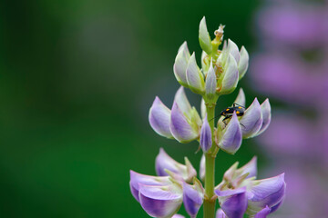 Obraz premium beetle sitting on a flower close-up