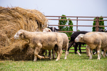 Sheep in a farm of different varieties and ages.