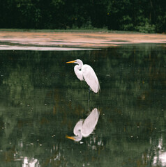 White Egret 