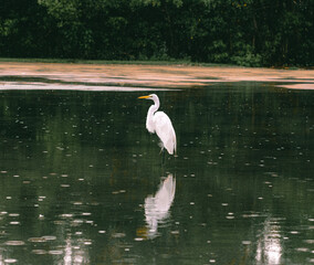 White crane