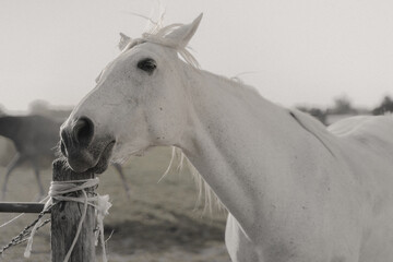 white horse portrait