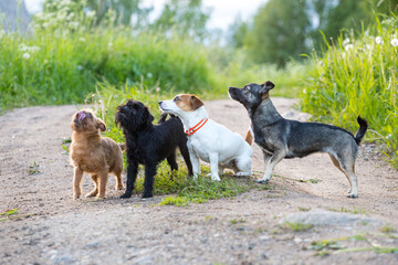 A flock of four small dogs of different breeds and colors stand on the path and look up, a warm summer evening. Jack Russell Terrier, black and red Brussels Griffon and a mongrel. Selective focus