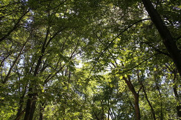 Treetop at Assinibione Park. Green Forest.