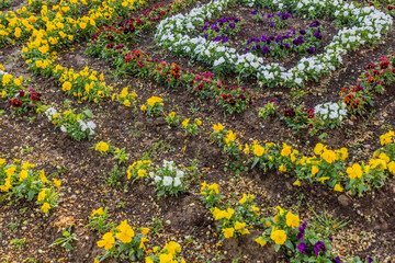 Flowerbed at the garden of of Kok Gumbaz mosque in Shahrisabz, Uzbekistan