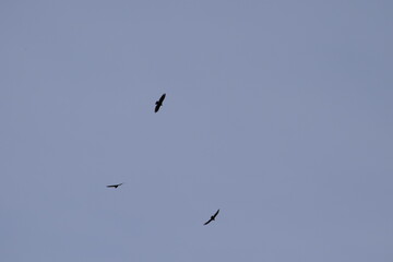 Circling Buzzards 3