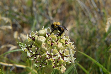 Bumble Bee on Milkweed 2