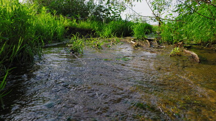 a stream running through green bushes
