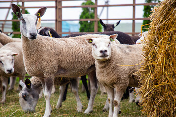 Sheep on the grass with lambs .Various varieties and ages.