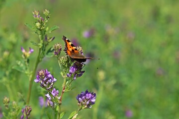 Kleiner Fuchs (Aglais urticae) auf  Luzerne (Medicago sativa)