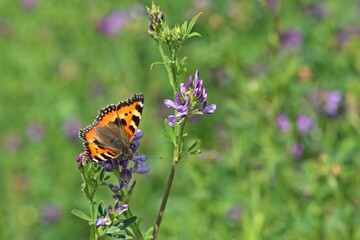 Kleiner Fuchs (Aglais urticae) auf  Luzerne (Medicago sativa)