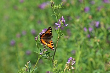 Kleiner Fuchs (Aglais urticae) auf  Luzerne (Medicago sativa)
