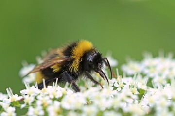 Hummel auf weißer Blütendolde © Schmutzler-Schaub