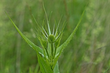 Wilde Karde (Dipsacus fullonum).