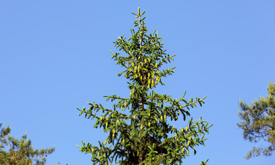 Green spruce, fir with cones and needles against the blue sky. Evergreen coniferous Christmas tree.