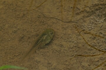 Kaulquappe eines Laubfroschs (Hyla arborea) mit Hinterbeinen