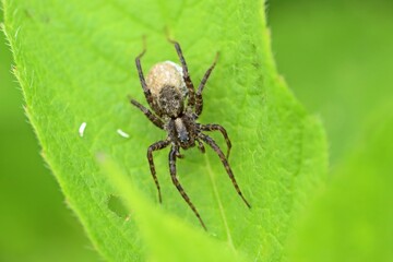Wolfsspinne mit Eikokon