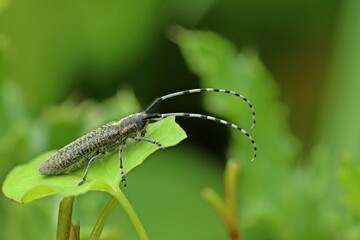 Scheckhorn-Distelbock (Agapanthia villosoviridescens)
