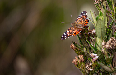 mariposa posándose sobre una planta 