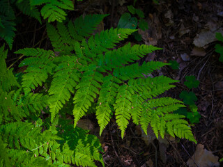 Fern in the forest