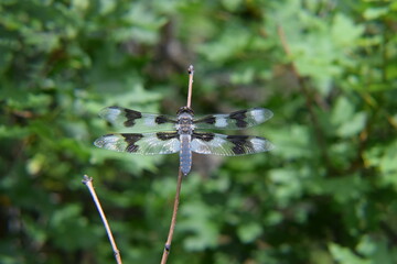 Dragonfly on stick