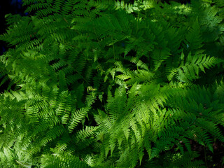Fern in the forest