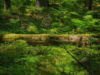 Moss-covered fallen tree in the forest