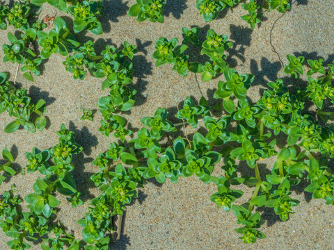 Close up plants on the sea beach © Александр Иванов