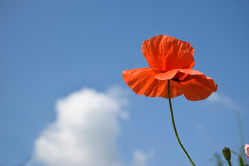 one red poppy flower is on the background of a blue sky