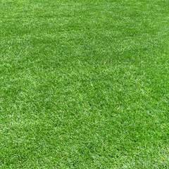 Fototapeta premium Grass background