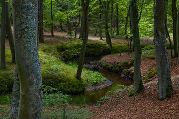 Ciemny las © Rafal Kot