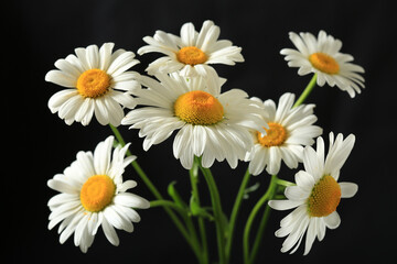 Chamomile flowers on a black background close-up