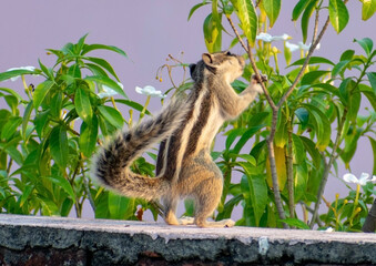 Indian palm squirrel or three-striped palm squirrel (Funambulus palmarum)