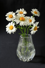 Bouquet of daisy flowers in a glass vase on a dark background