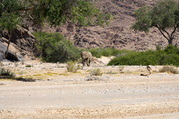 Very rare desert elephants looking for food in Hoanib river valley, Damaraland, Sesfontein, Namibia