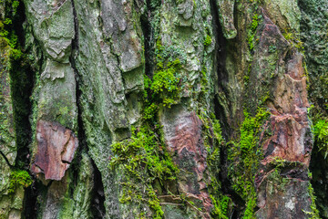 tree bark and moss