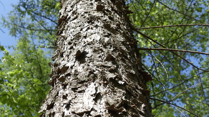 Baumstamm raue Natur