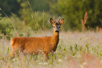 Roe deer buck standing in flower meadow in the summer looking at the camera.