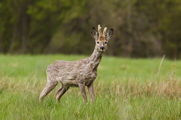 Roe deer buck standing in the meadow in winter fur with antlers in the bast.