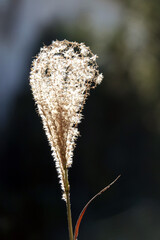 Pflanzensamen in Gegenlicht