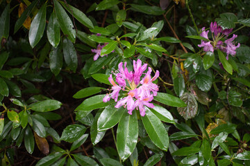 pink and white flower