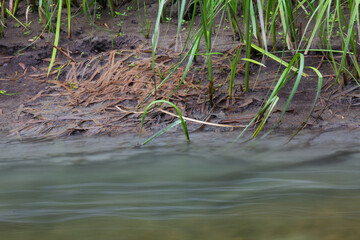 green grass in the water