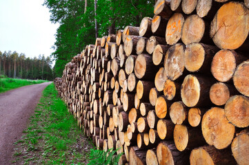 Ścięte bale drewna czekają na wywóz z lasu.