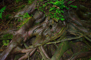 Naklejka premium tree in the forest