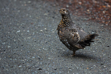 Spruce Grouse
